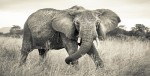 Duvar posteri  XXL4-529 Elephant - 368 x 248 cm